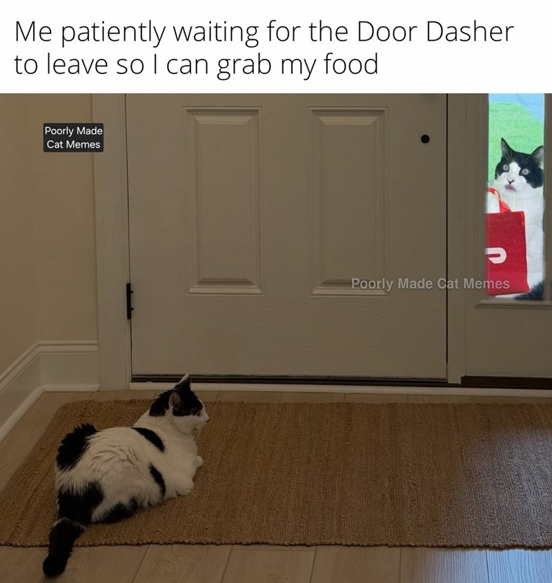 Me patiently waiting for the Door Dasher to leave so I can grab my food Poorly Made Cat Memes Poorly Made Cat Memes