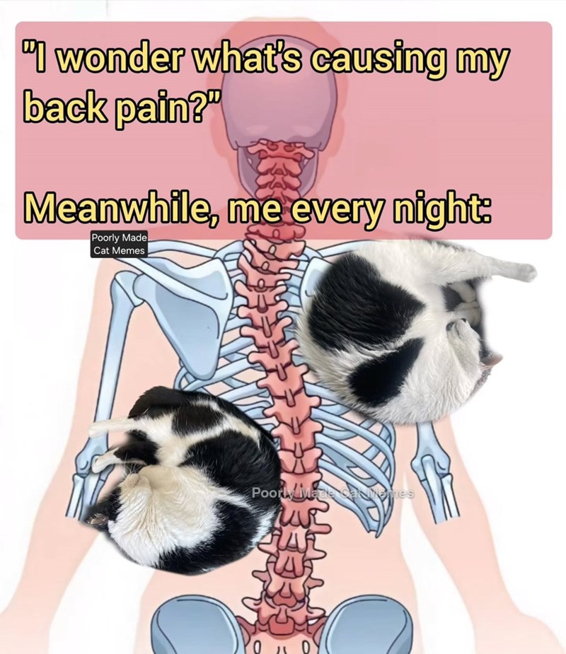 "I wonder what's causing my back pain?" Meanwhile, me every night: Poorly Made Cat Memes Poorly Made card Memes