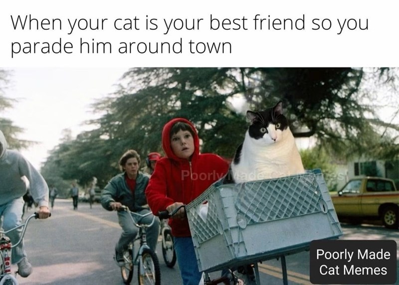 When your cat is your best friend so you parade him around town Poorly Made co Poorly Made Cat Memes