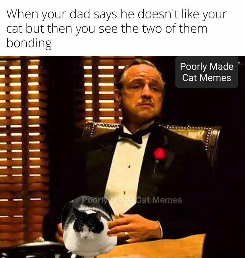When your dad says he doesn't like your cat but then you see the two of them bonding Poorly Made Cat Memes Poorly Made Cat Memes