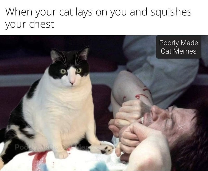 When your cat lays on you and squishes. your chest Pooly Made Meres Poorly Made Cat Memes