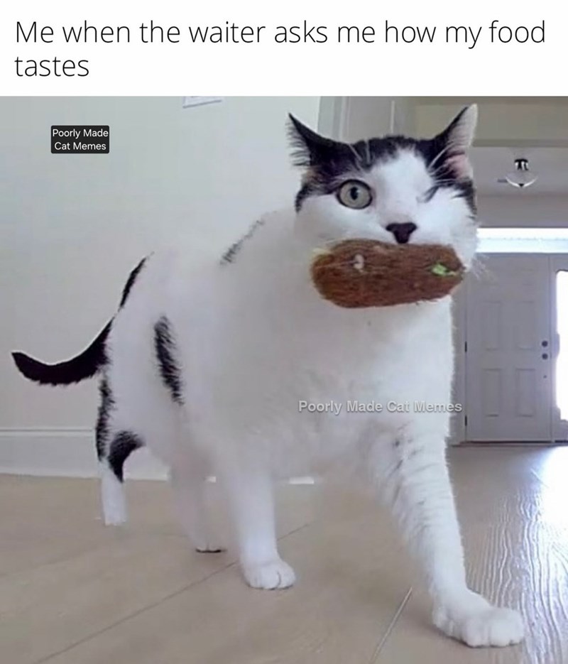 Me when the waiter asks me how my food tastes Poorly Made Cat Memes Poorly Made Cat Memes