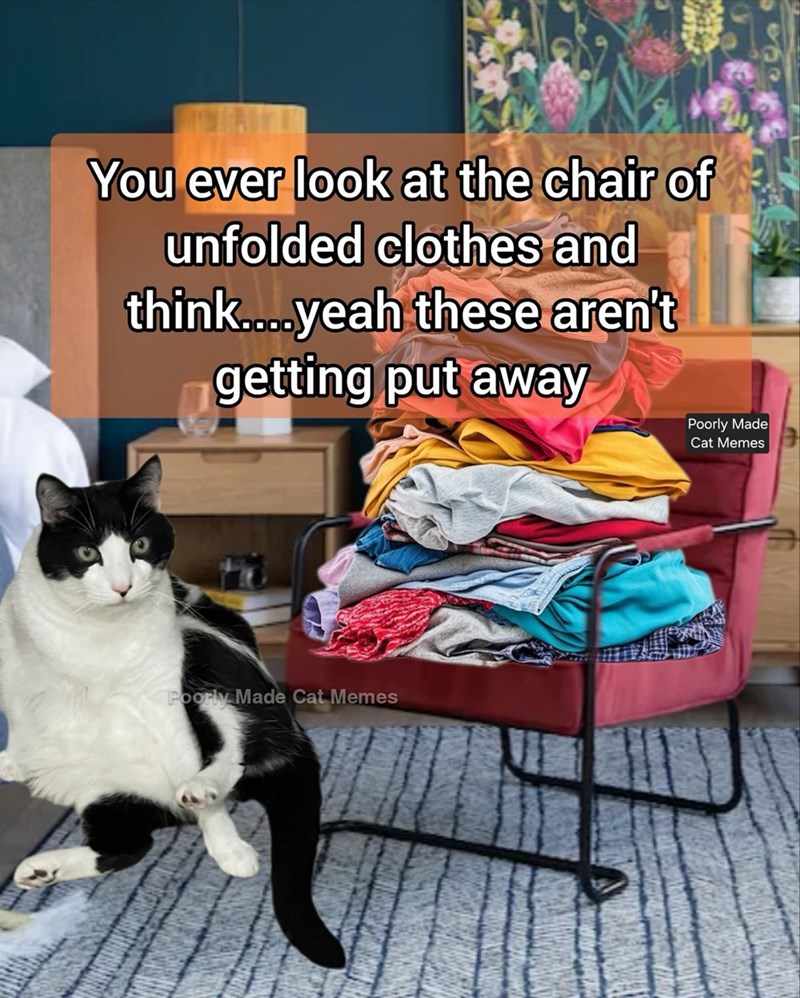 You ever look at the chair of unfolded clothes and think....yeah these aren't getting put away Poorly Made Cat Memes Poorly Made Cat Memes