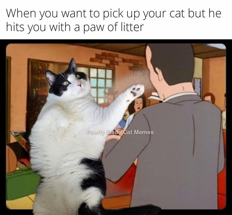 When you want to pick up your cat but he hits you with a paw of litter Poorly Made Cat Memes