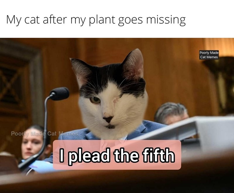 My cat after my plant goes missing Poorly Made Cat Memes I plead the fifth Poorly Made Cat Memes