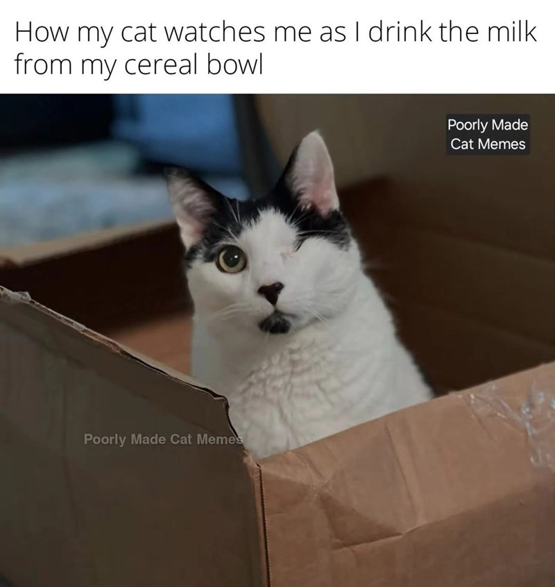 How my cat watches me as I drink the milk from my cereal bowl Poorly Made Cat Memes Poorly Made Cat Memes
