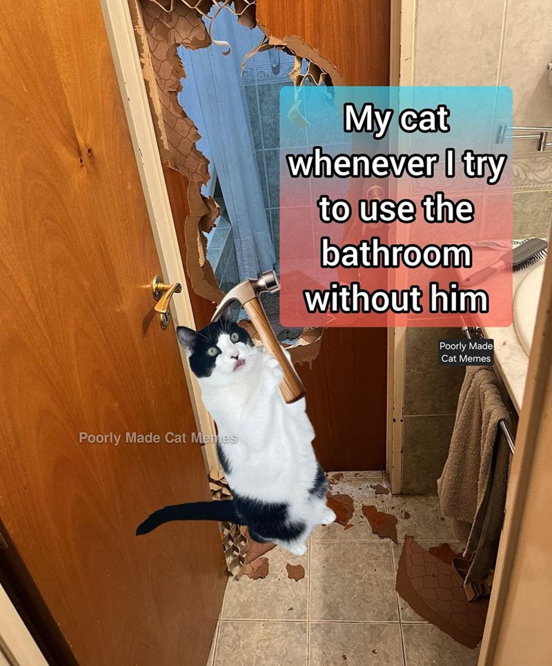 Poorly Made Cat Memes My cat whenever I try to use the bathroom without him Poorly Made Cat Memes