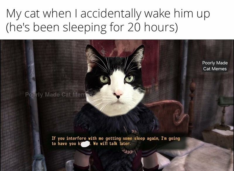 My cat when I accidentally wake him up (he's been sleeping for 20 hours) Poorly Made Cat Mem If you interfere with me getting some sleep again, I'm going to have you ki We will talk later. Poorly Made Cat Memes