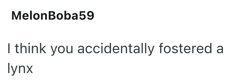 MelonBoba59 I think you accidentally fostered a lynx