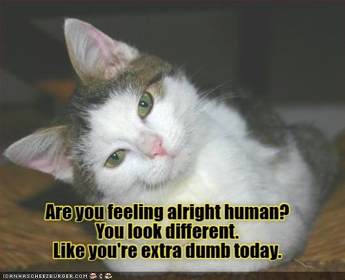 Are you feeling alright human? You look different. Like you're extra dumb today. ICANHASCHEEZBURGER.COM