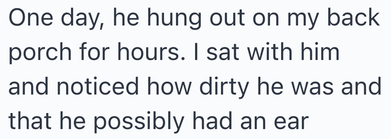 One day, he hung out on my back porch for hours. I sat with him and noticed how dirty he was and that he possibly had an ear