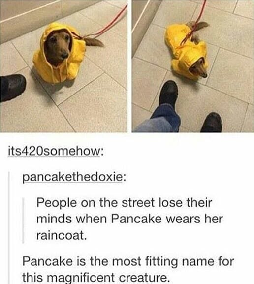 its420somehow: pancakethedoxie: People on the street lose their minds when Pancake wears her raincoat. Pancake is the most fitting name for this magnificent creature.