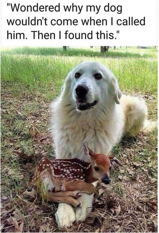 "Wondered why my dog wouldn't come when I called him. Then I found this."