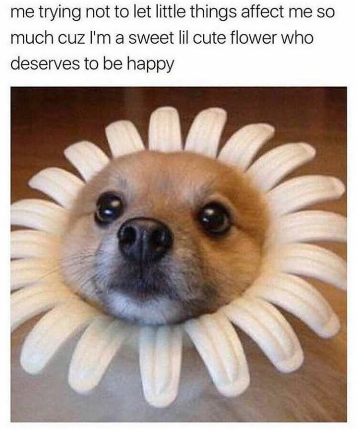 me trying not to let little things affect me so much cuz I'm a sweet lil cute flower who deserves to be happy