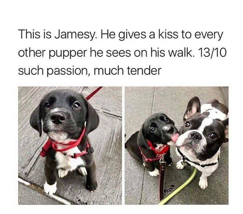 This is Jamesy. He gives a kiss to every other pupper he sees on his walk. 13/10 such passion, much tender