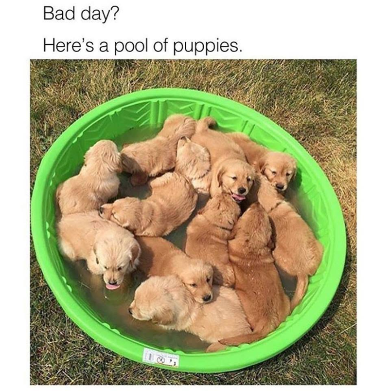 Bad day? Here's a pool of puppies.