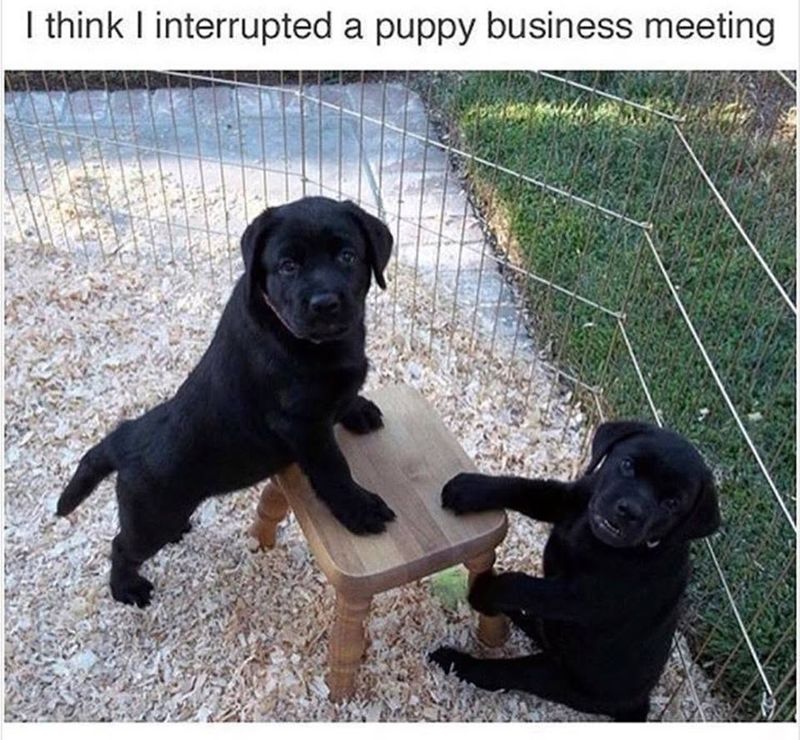 I think I interrupted a puppy business meeting