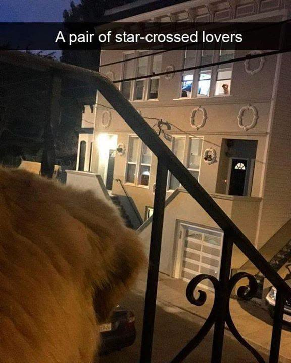 A pair of star-crossed lovers