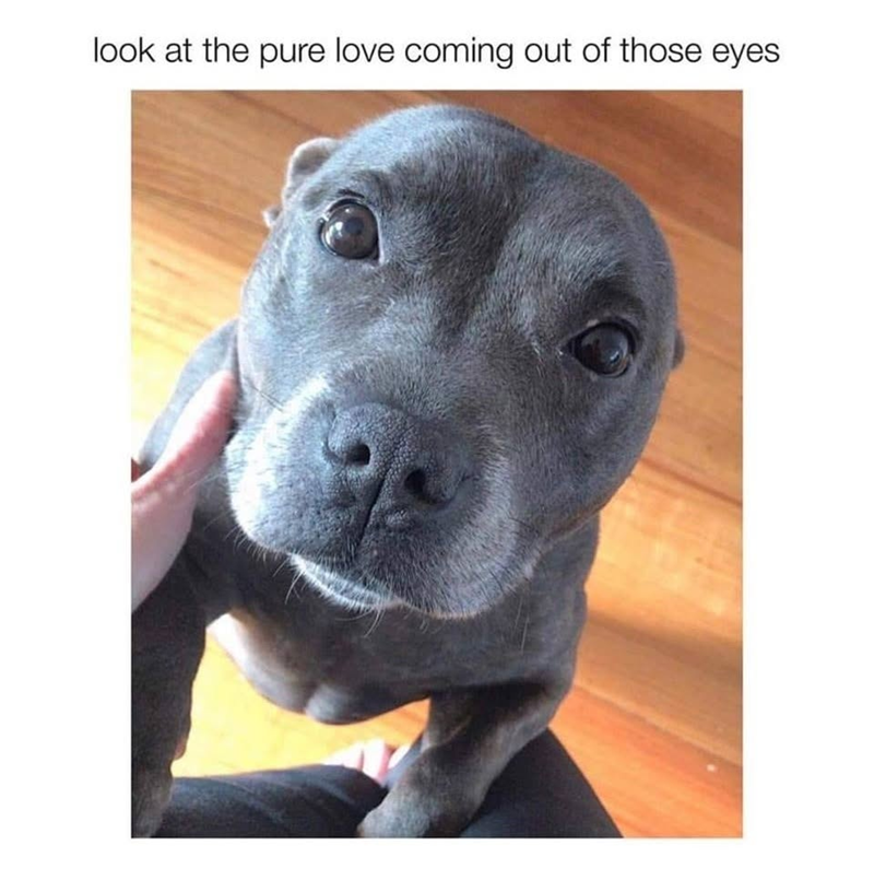look at the pure love coming out of those eyes