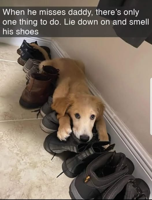 When he misses daddy, there's only one thing to do. Lie down on and smell his shoes 709