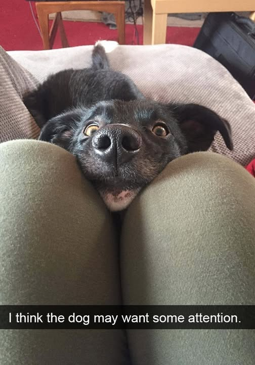 I think the dog may want some attention.