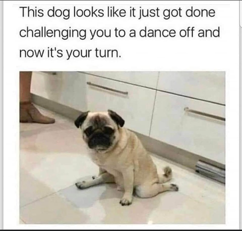 This dog looks like it just got done challenging you to a dance off and now it's your turn.