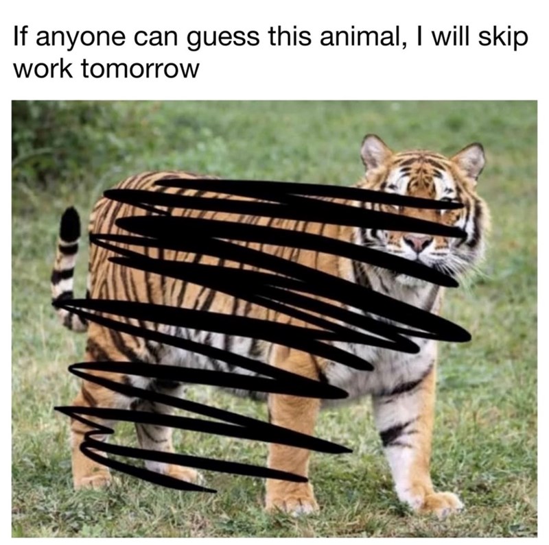 If anyone can guess this animal, I will skip work tomorrow