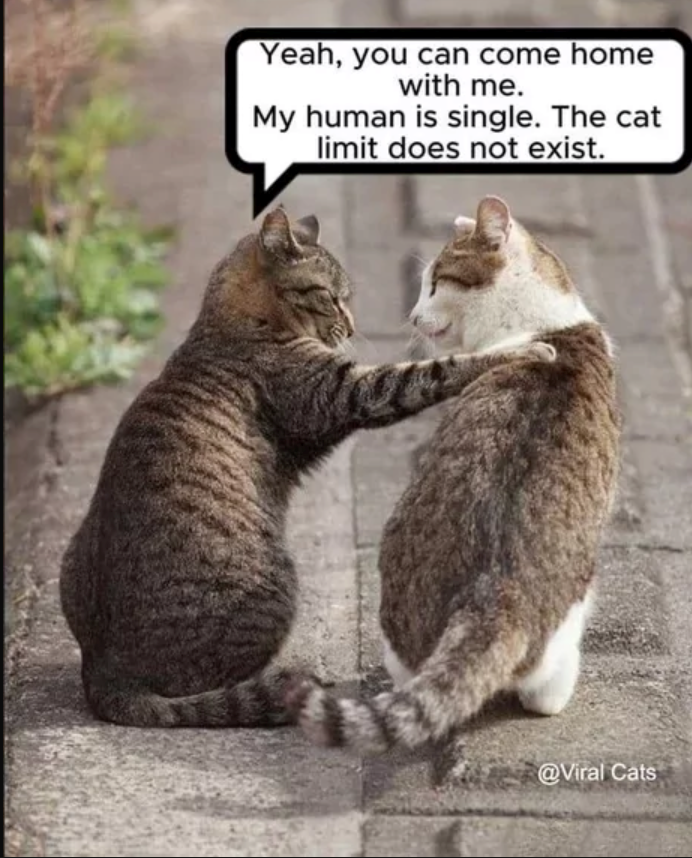 Yeah, you can come home with me. My human is single. The cat limit does not exist. @Viral Cats