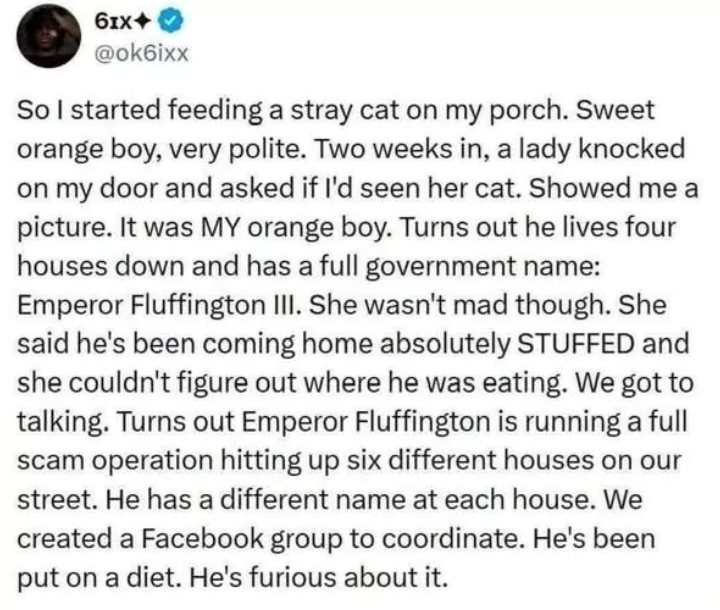 61x+ @ok6ixx So I started feeding a stray cat on my porch. Sweet orange boy, very polite. Two weeks in, a lady knocked on my door and asked if I'd seen her cat. Showed me a picture. It was MY orange boy. Turns out he lives four houses down and has a full government name: Emperor Fluffington III. She wasn't mad though. She said he's been coming home absolutely STUFFED and she couldn't figure out where he was eating. We got to talking. Turns out Emperor Fluffington is running a full scam operation