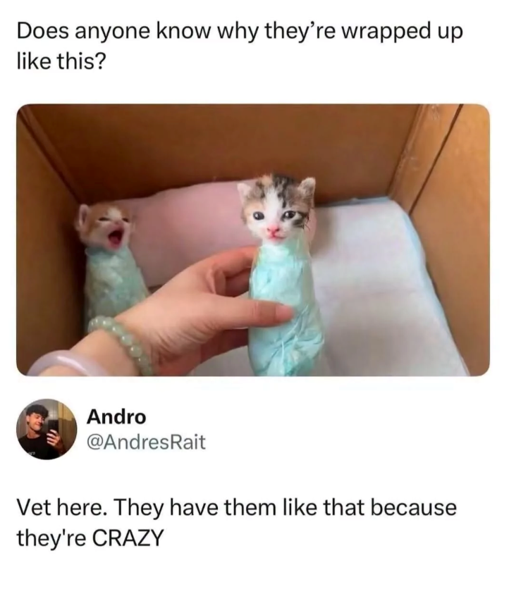 Does anyone know why they're wrapped up like this? Andro @AndresRait Vet here. They have them like that because they're CRAZY