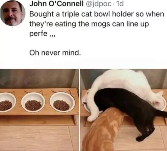 John O'Connell @jdpoc. 1d Bought a triple cat bowl holder so when they're eating the mogs can line up perfe,,, Oh never mind.
