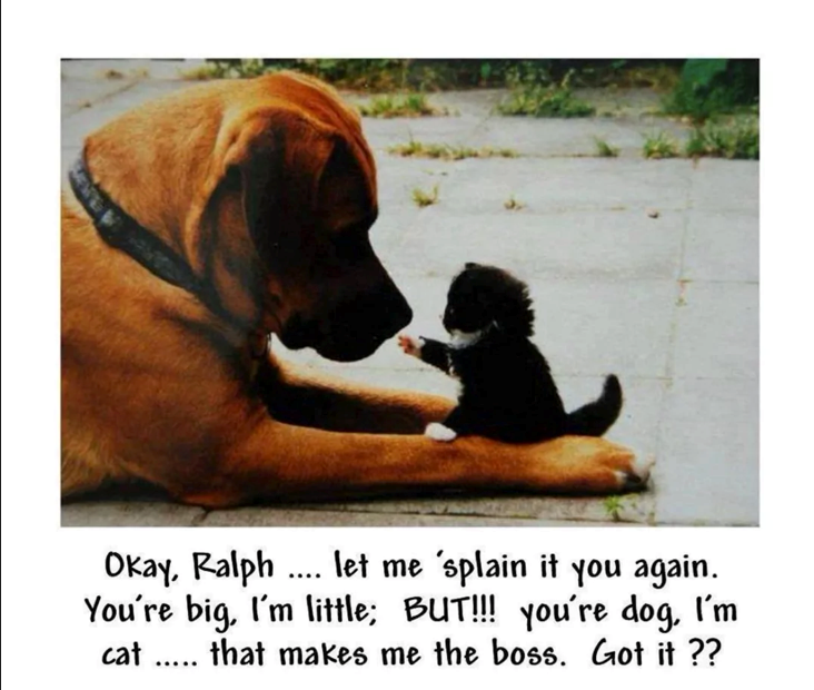 Okay, Ralph... let me 'splain it you again. You're big, I'm little; BUT!!! you're dog, I'm cat that makes me the boss. Got it ??