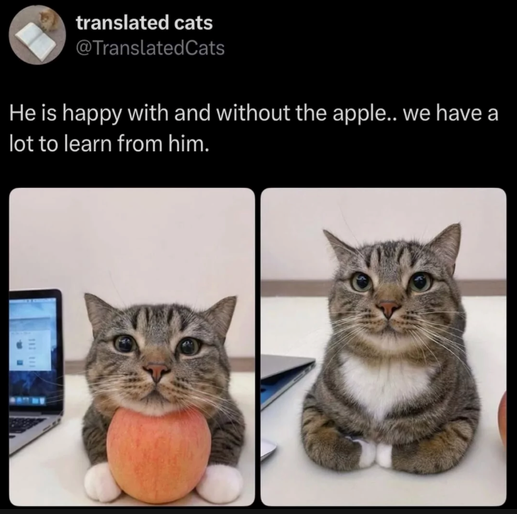 translated cats @TranslatedCats He is happy with and without the apple.. we have a lot to learn from him. 111 111