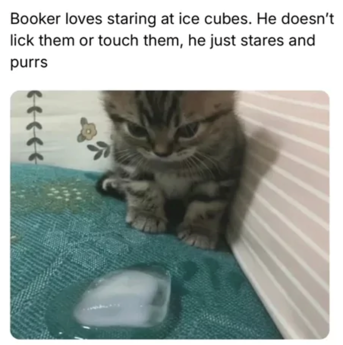 Booker loves staring at ice cubes. He doesn't lick them or touch them, he just stares and purrs