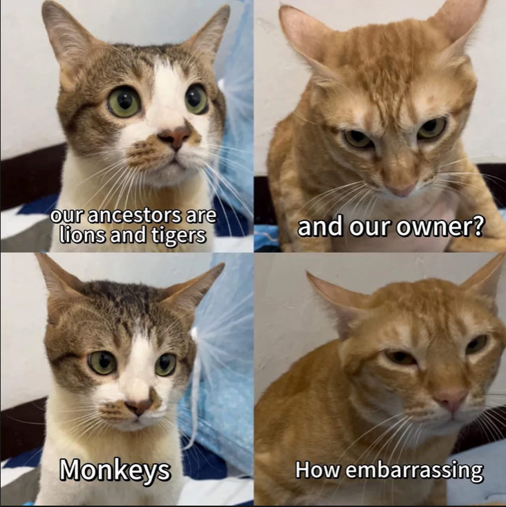 our ancestors are lions and tigers and our owner? Monkeys How embarrassing