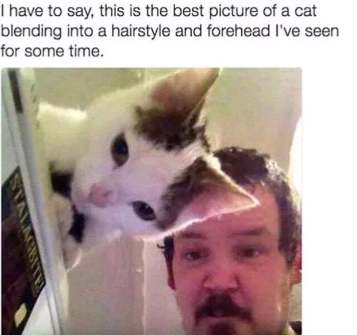 I have to say, this is the best picture of a cat blending into a hairstyle and forehead I've seen for some time. STALAC