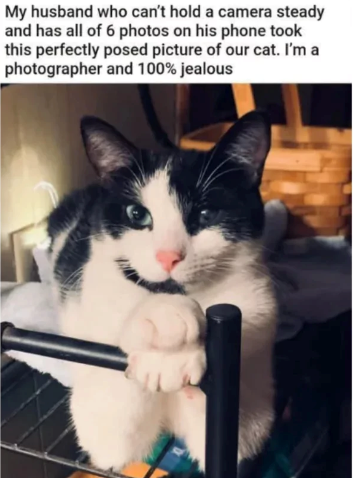 My husband who can't hold a camera steady and has all of 6 photos on his phone took this perfectly posed picture of our cat. I'm a photographer and 100% jealous