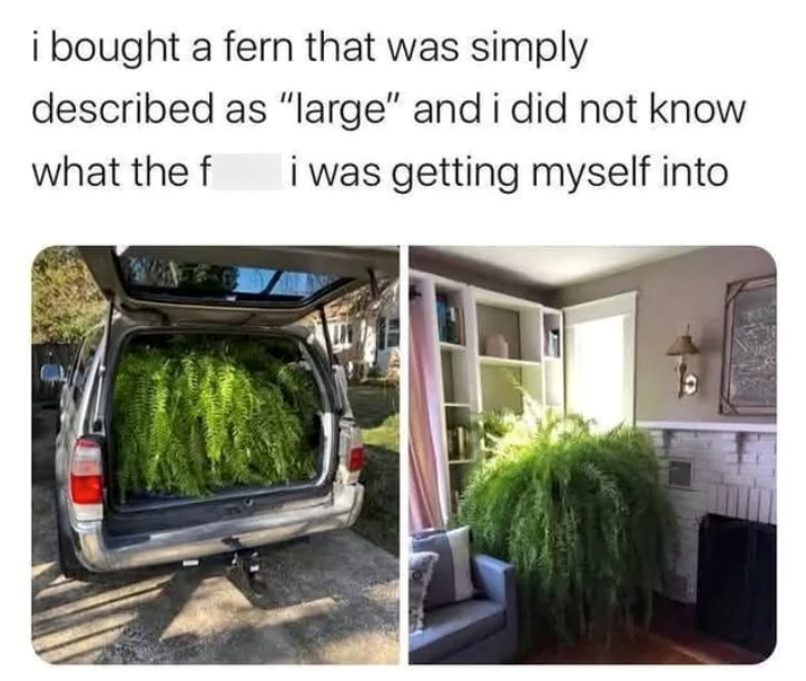 i bought a fern that was simply described as "large" and i did not know what the f i was getting myself into