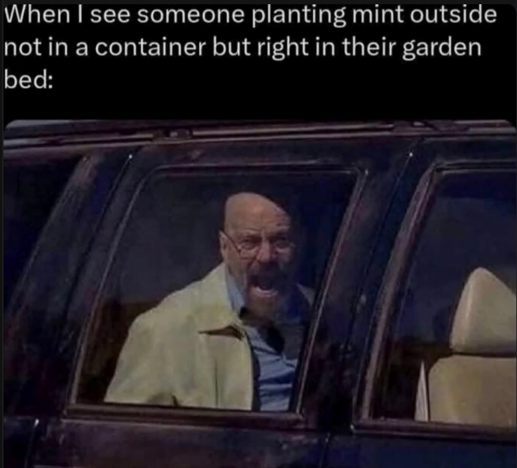 When I see someone planting mint outside not in a container but right in their garden bed:
