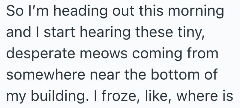 So I'm heading out this morning and I start hearing these tiny, desperate meows coming from somewhere near the bottom of my building. I froze, like, where is