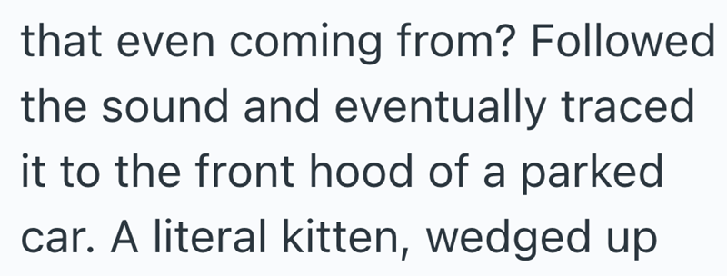 that even coming from? Followed the sound and eventually traced it to the front hood of a parked car. A literal kitten, wedged up