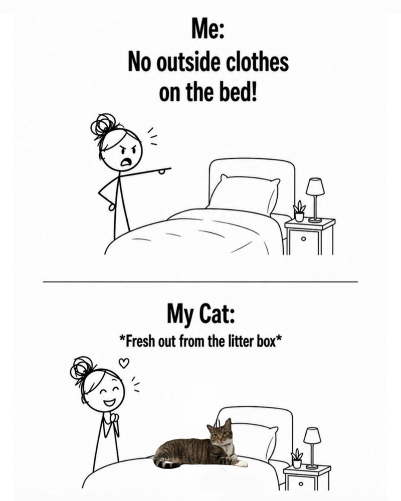 Me: No outside clothes on the bed! My Cat: *Fresh out from the litter box*
