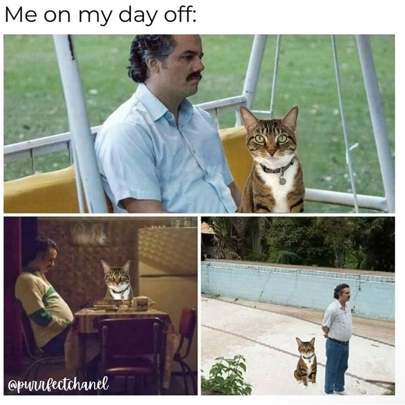 Me on my day off: @purrfectchanel