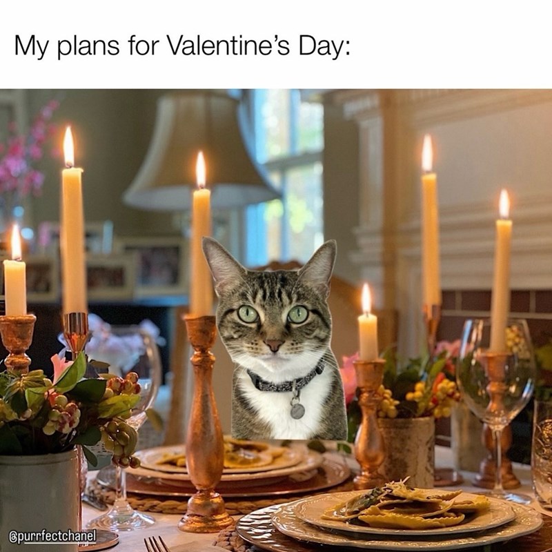 My plans for Valentine's Day: Spurrfectchanel