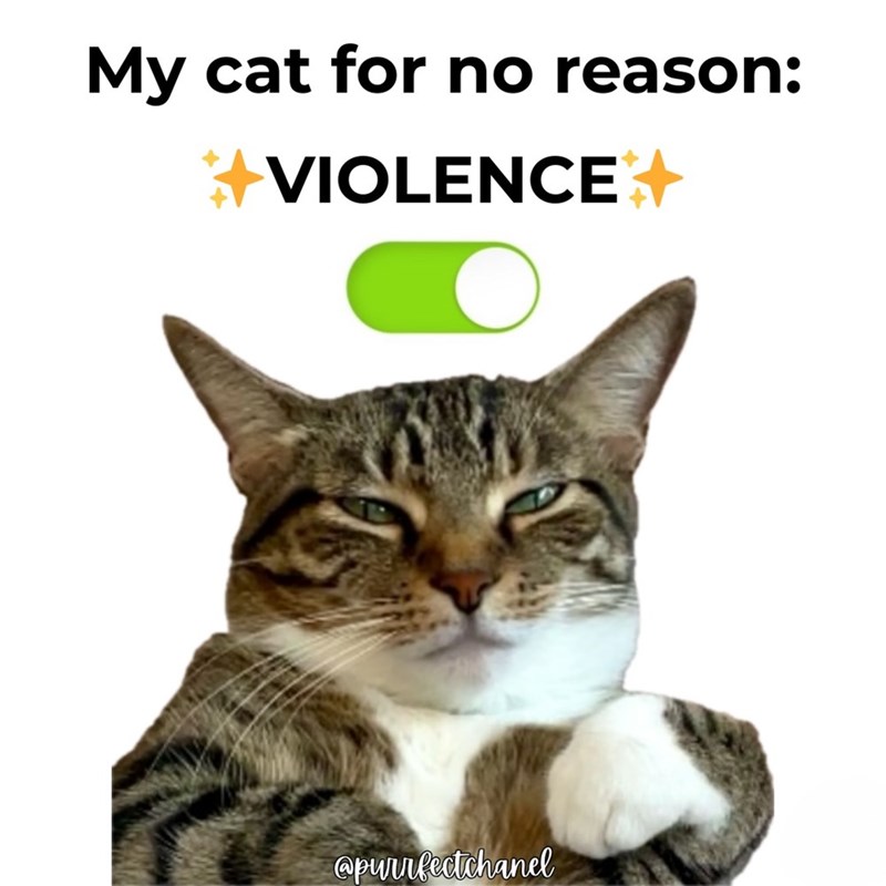 My cat for no reason: +VIOLENCE+ @purrfectchanel