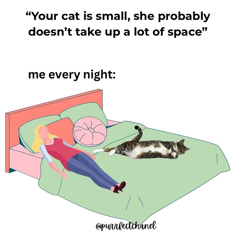 "Your cat is small, she probably doesn't take up a lot of space" me every night: @purrfectchanel