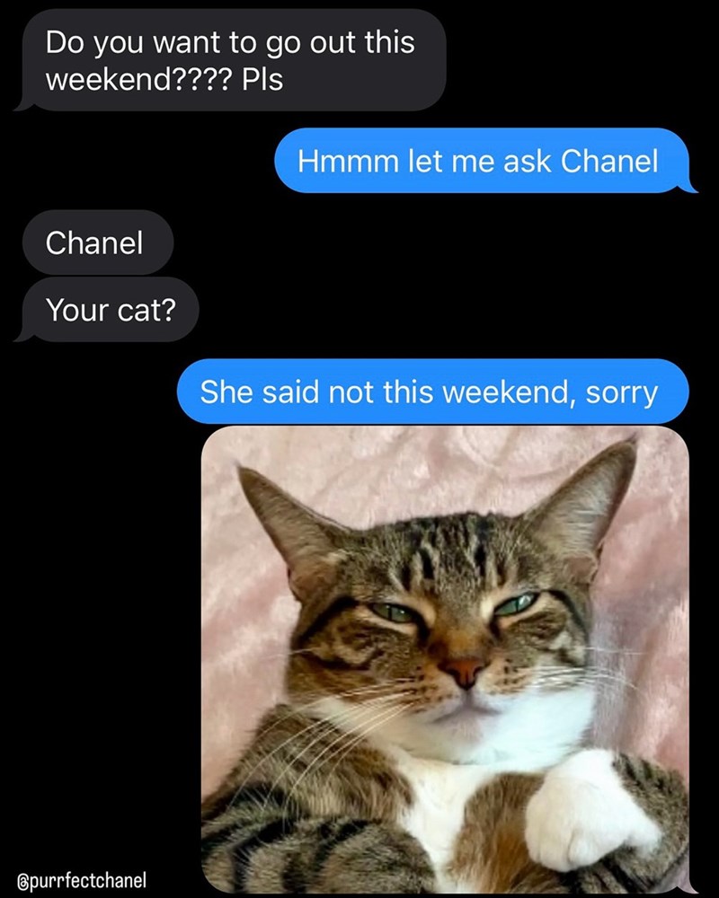 Do you want to go out this weekend???? Pls Hmmm let me ask Chanel Chanel Your cat? She said not this weekend, sorry @purrfectchanel