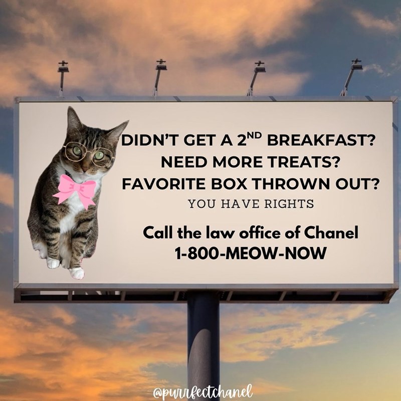 DIDN'T GET A 2ND BREAKFAST? NEED MORE TREATS? FAVORITE BOX THROWN OUT? YOU HAVE RIGHTS Call the law office of Chanel 1-800-MEOW-NOW @purrfectchanel
