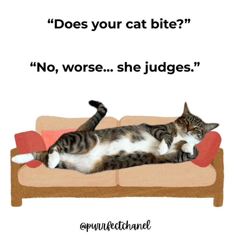 "Does your cat bite?" "No, worse... she judges." @purrfectchanel