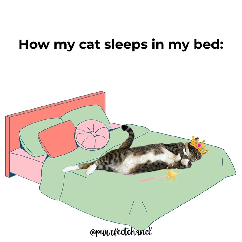 How my cat sleeps in my bed: @purrfectchanel